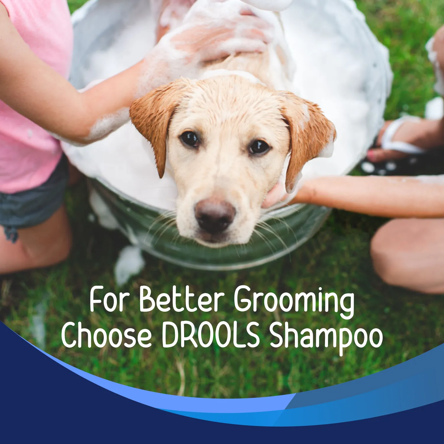 Drools Anti Dandruff and Itch Shampoo for Dogs (Free Hand Brush)